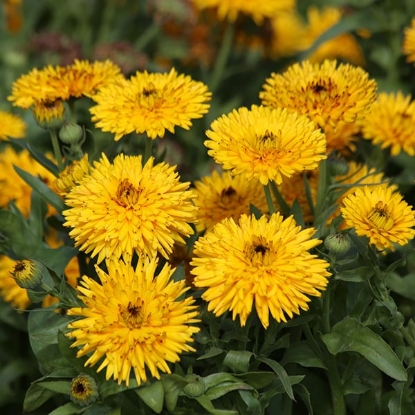 Picture of Calendula - Calexis Yellow